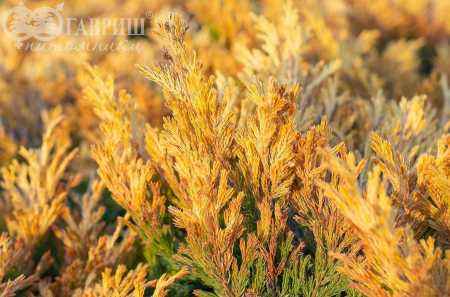 Купить можжевельник горизонтальный lime glow деревья и растения