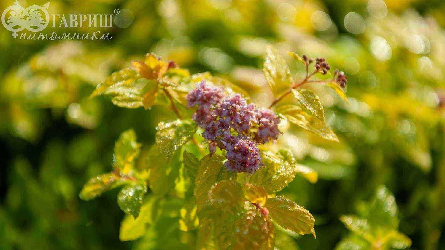 Спирея японская Goldmound