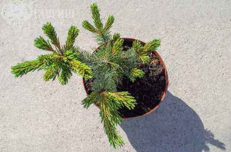 Купить сосна гибкая cheyenne деревья и растения