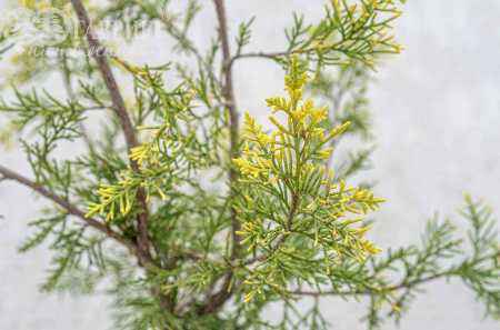 Купить можжевельник китайский keteleeri деревья и растения