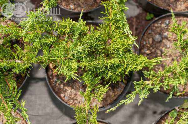 Купить можжевельник казацкий tamariscifolia деревья и растения