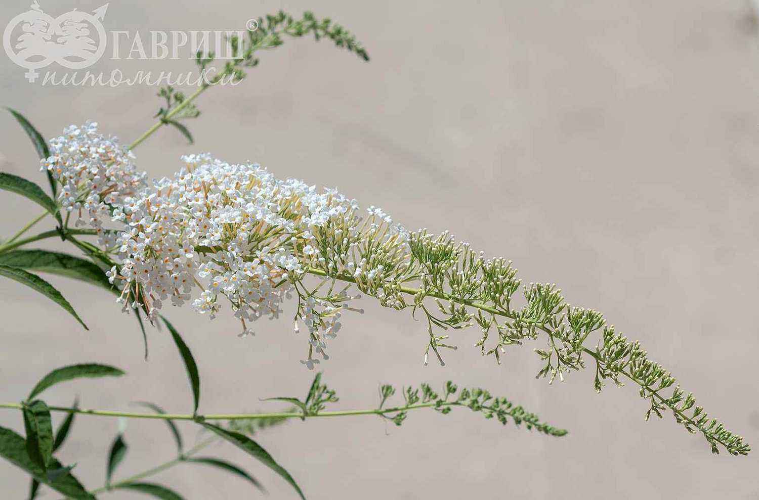 Буддлея Давида White Ball