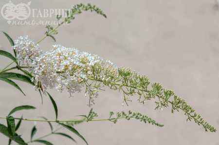 саженцы Буддлея Давида White Ball