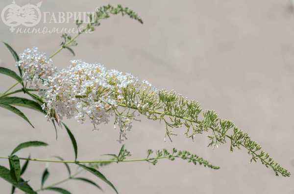 саженцы Буддлея Давида White Ball