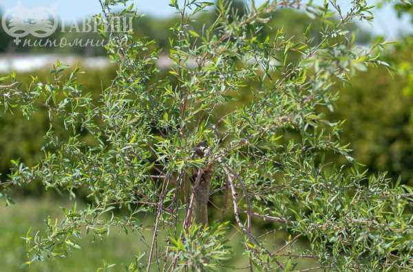 саженцы Ива пурпурная Pendula