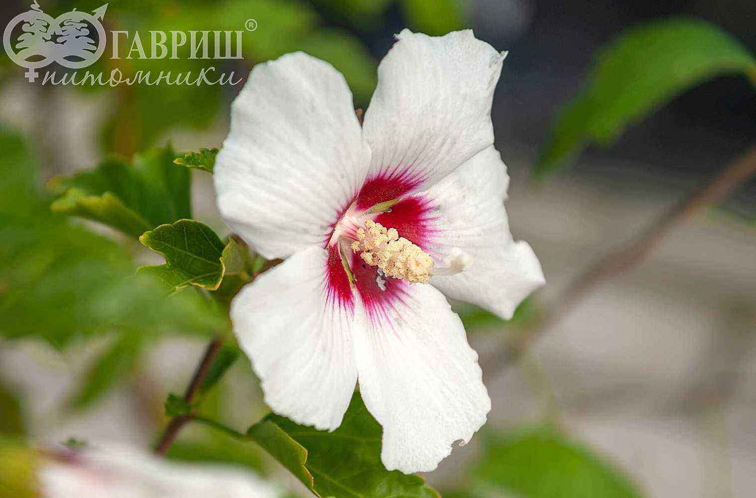 Гибискус сирийский  Red Heart