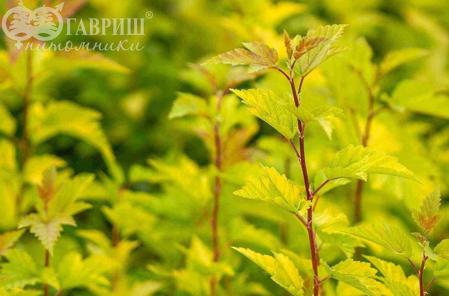 Пузыреплодник калинолистный Nugget