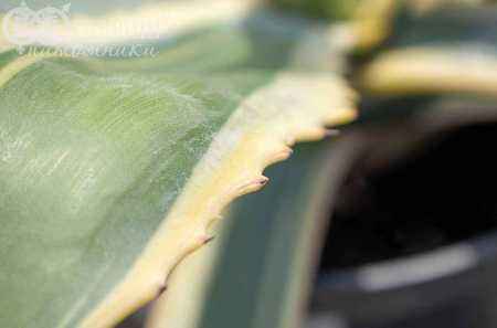 саженцы Агава