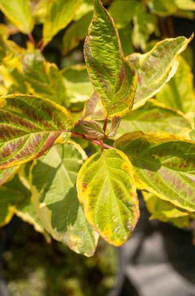 саженцы Дерен белый Spaethii