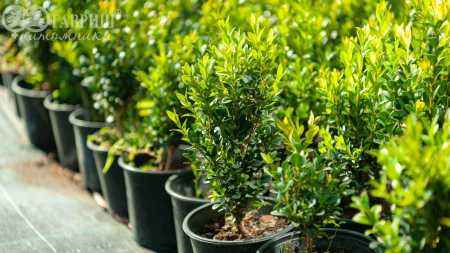 саженцы Самшит вечнозеленый