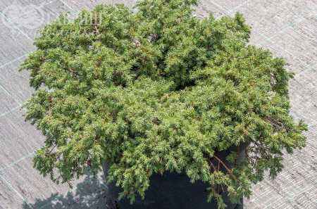 Купить можжевельник обыкновенный repanda деревья и растения