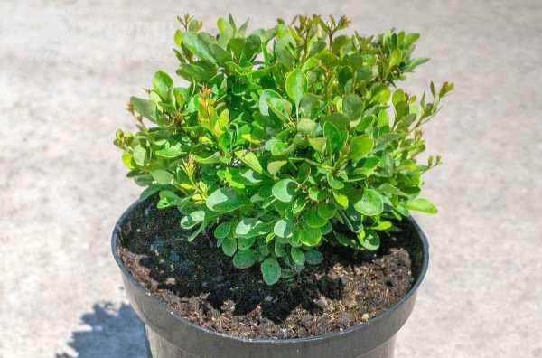 саженцы Барбарис Тунберга Kobold