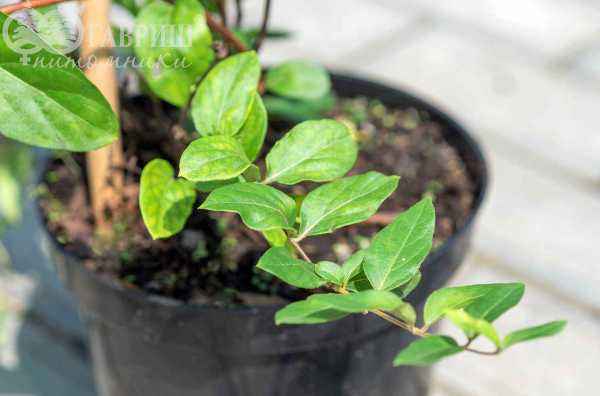 саженцы Жимолость японская American Beauty