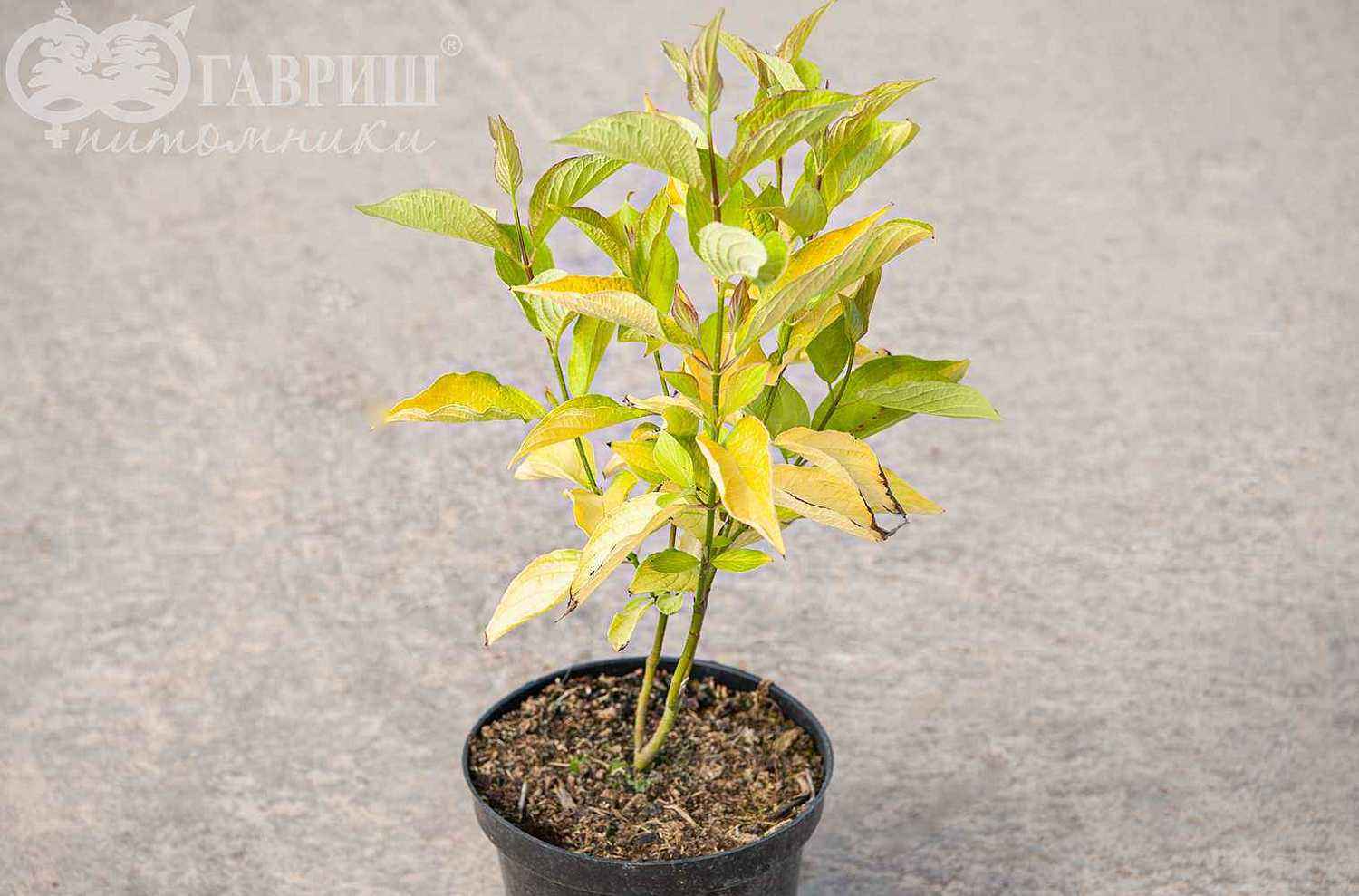 Дерен белый Aurea