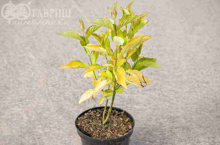 саженцы Дерен белый Aurea