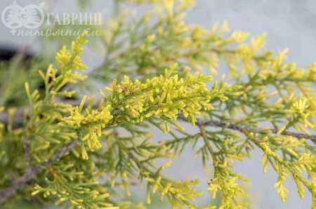 Купить можжевельник китайский keteleeri деревья и растения