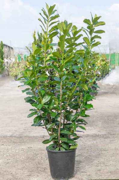 саженцы Лавровишня