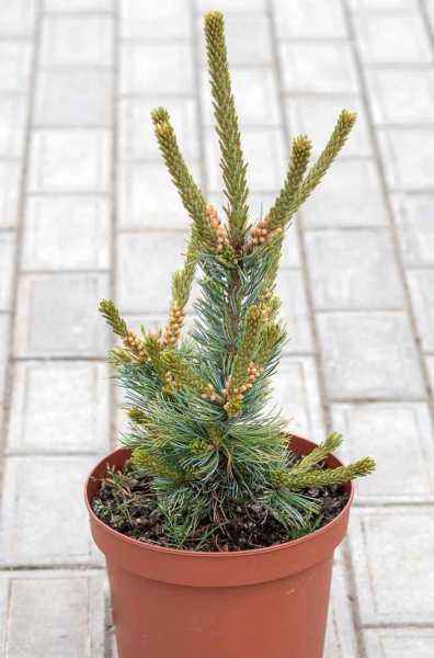 Купить сосна мелкоцветковая fukai деревья и растения