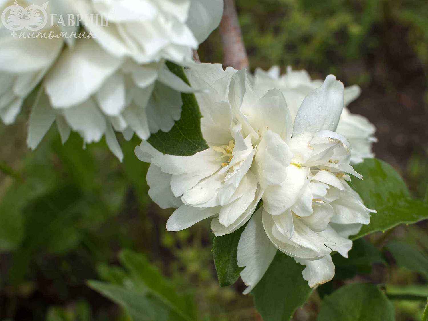 Чубушник Virginal