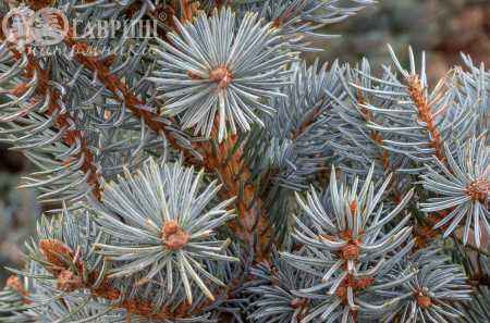 Купить ель колючая fat albert деревья и растения