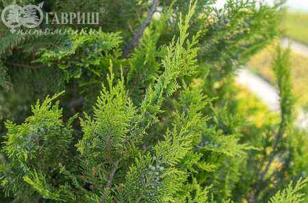Купить кипарисовик лавсона ivonne деревья и растения