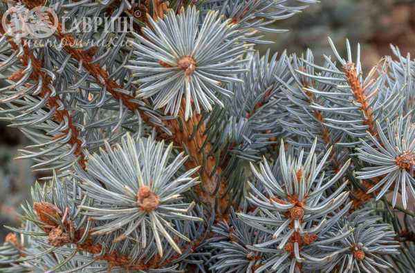 Купить ель колючая fat albert деревья и растения