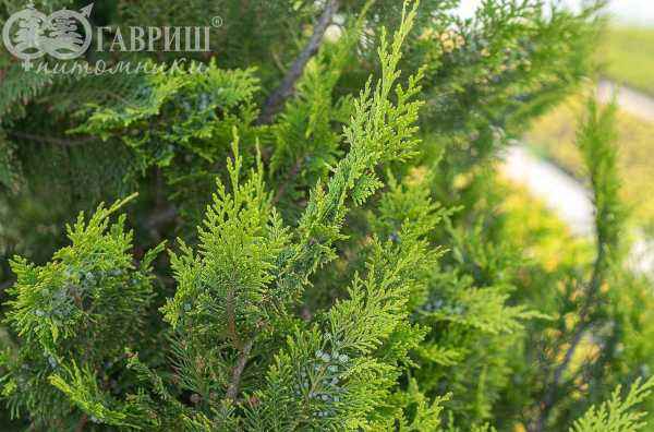 Купить кипарисовик лавсона ivonne деревья и растения