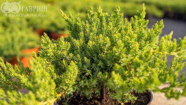 Купить можжевельник лежачий nana деревья и растения