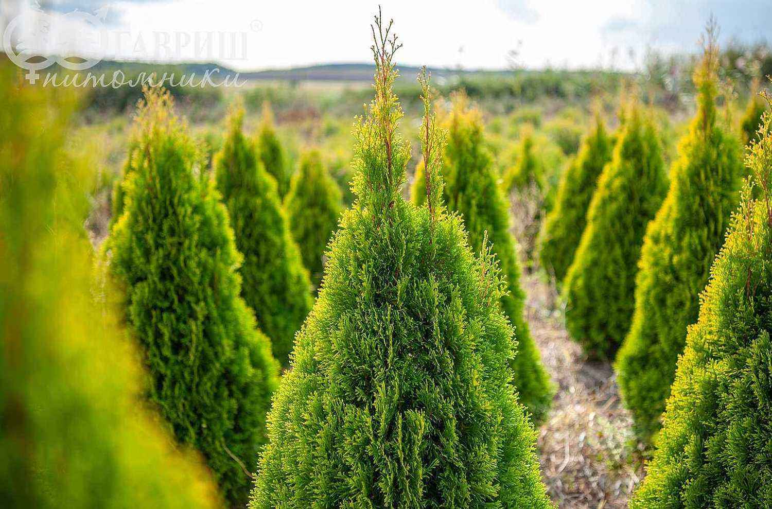 Туя западная Golden Smaragd