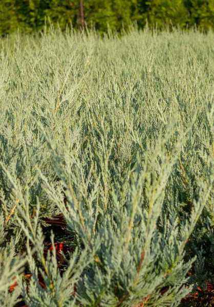 Купить можжевельник скальный wichita blue деревья и растения