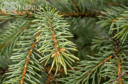 Купить ель колючая glauca деревья и растения