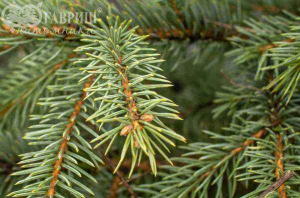 Купить ель колючая glauca деревья и растения
