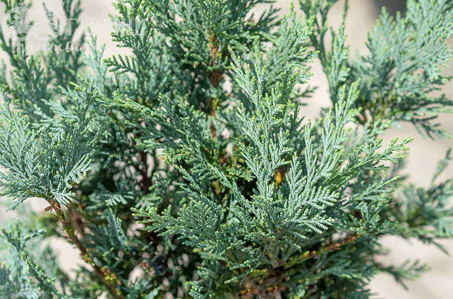 Кипарисовик Лавсона Columnaris (Columnaris Glauca)