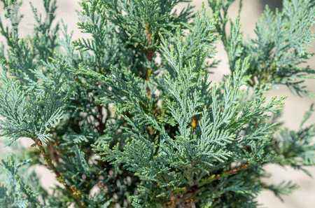 Купить кипарисовик лавсона columnaris (columnaris glauca) деревья и растения