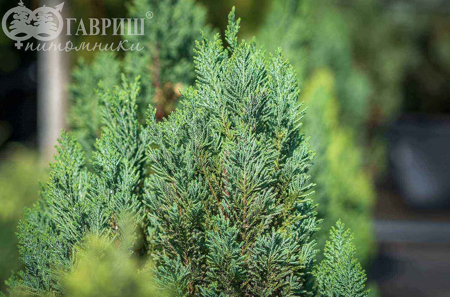 Кипарисовик Лавсона Stewartii