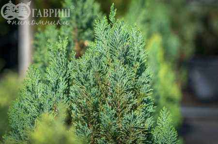 Купить кипарисовик лавсона stewartii деревья и растения