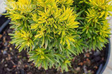 Купить тис ягодный summergold деревья и растения