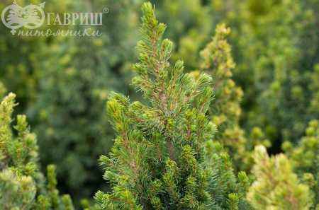 Купить ель канадская rainbow's end деревья и растения