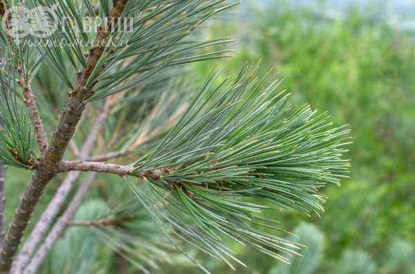 Купить сосна румелийская деревья и растения