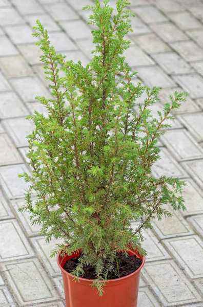 Купить можжевельник обыкновенный hibernica деревья и растения