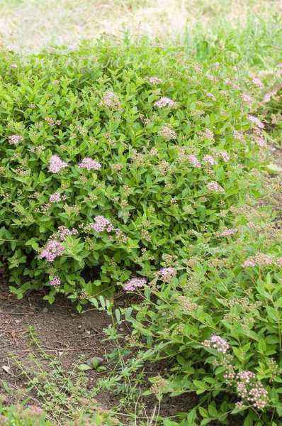 саженцы Спирея японская Little Princess