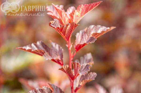 саженцы Пузыреплодник калинолистный Andre