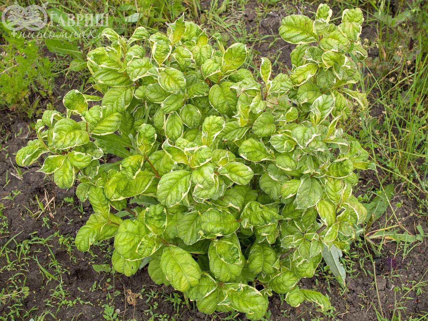 Вейгела цветущая Caricature