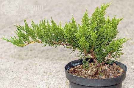 Купить можжевельник казацкий tamariscifolia деревья и растения