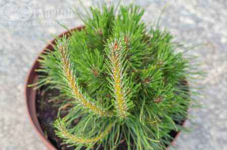 Купить сосна горная varella деревья и растения