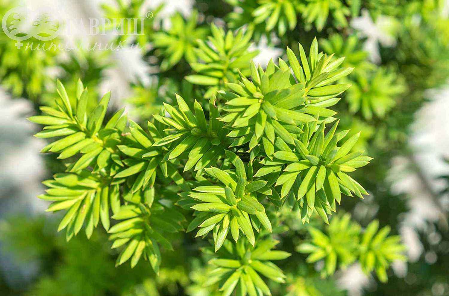 Тис средний Hillii