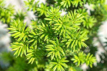 Купить тис средний hillii деревья и растения