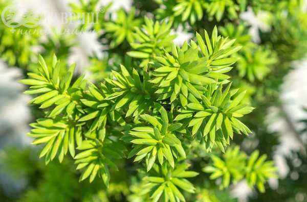 Купить тис средний hillii деревья и растения