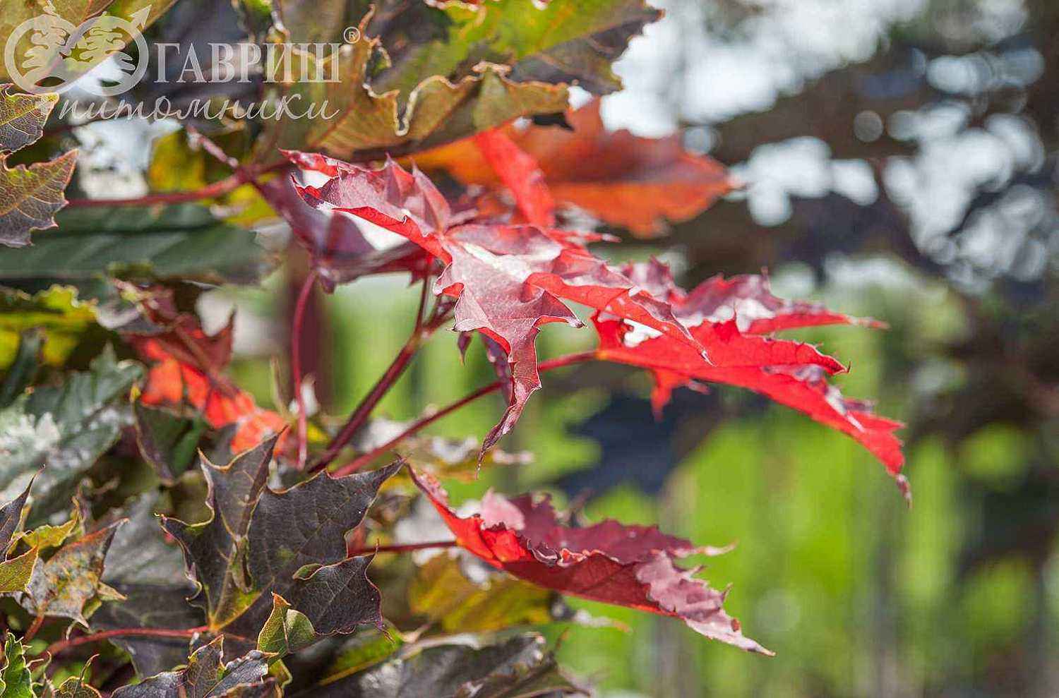 Клён остролистный Crimson Sentry