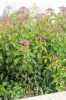 саженцы Спирея японская Crispa